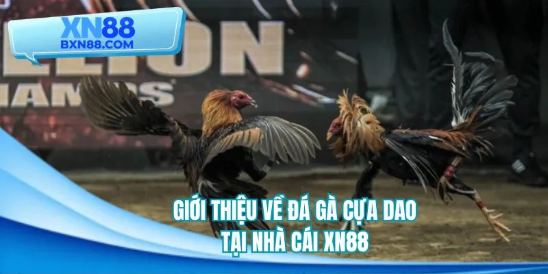 Khái quát thông tin về loại hình đá gà cựa dao tại XN88