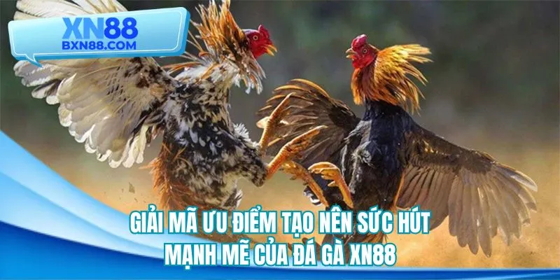 Giải mã ưu điểm tạo nên sức hút mạnh mẽ của đá gà XN88